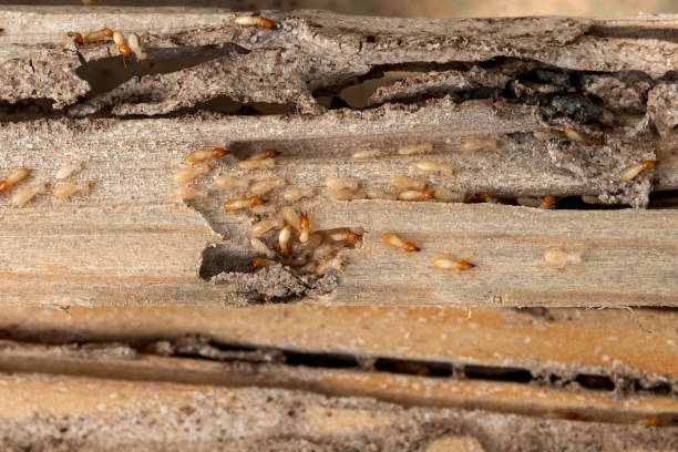 Best Pest Removal Services  in The Hills, NJ