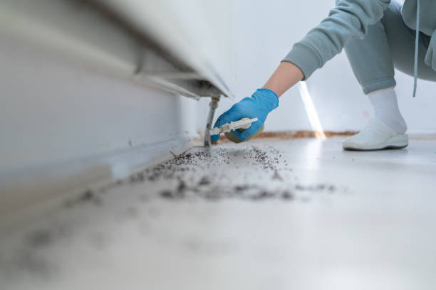 Best Flea Control Services  in The Hills, NJ
